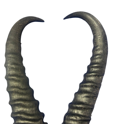 2 Natural Springbok Horn Set (left and right horn) Size: 8 to 11 inches long