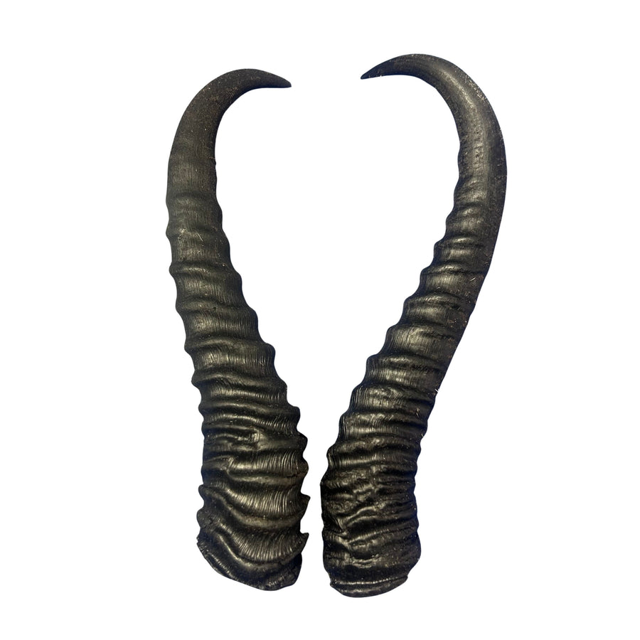 2 Natural Springbok Horn Set (left and right horn) Size: 8 to 11 inches long