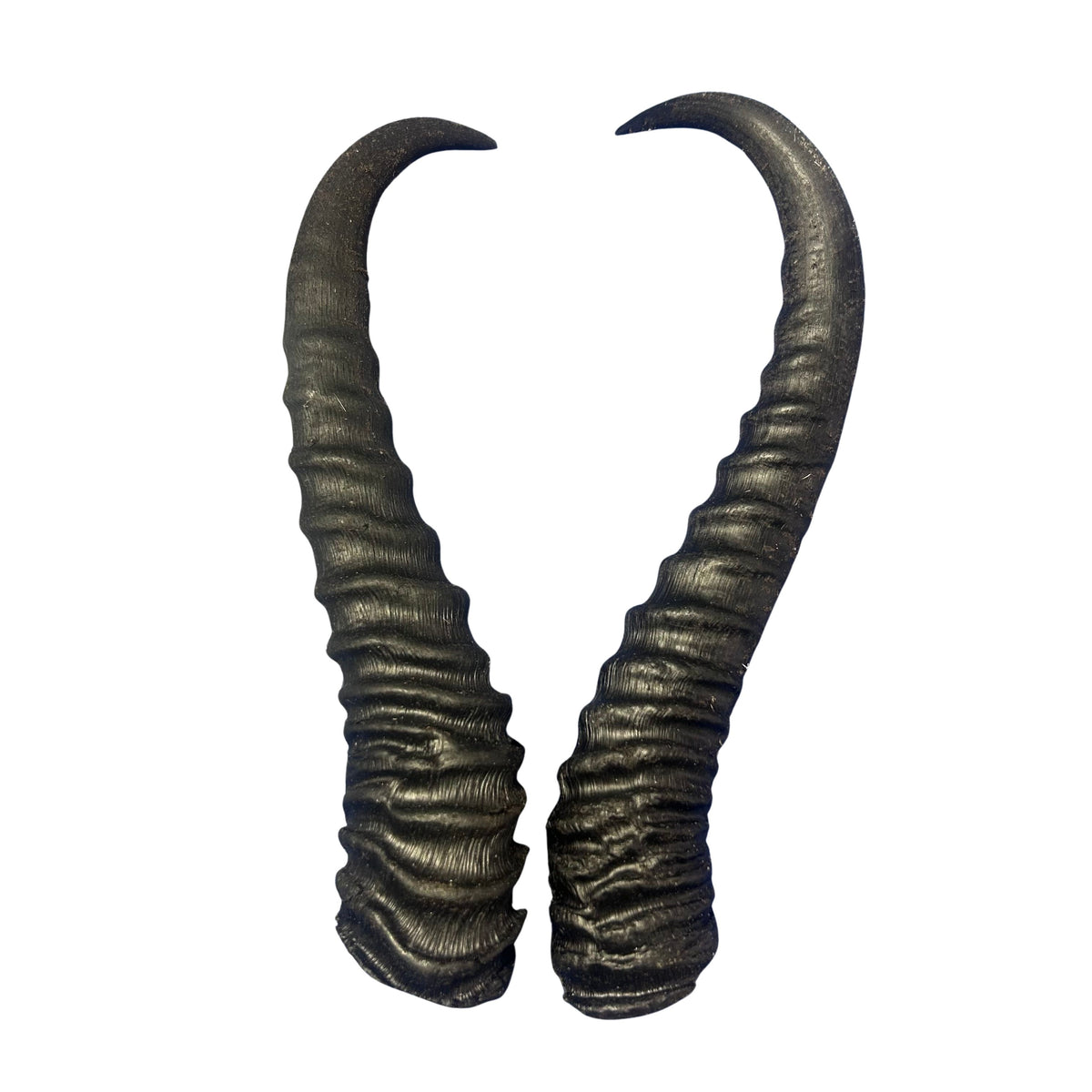 2 Natural Springbok Horn Set (left and right horn) Size: 8 to 11 inches long