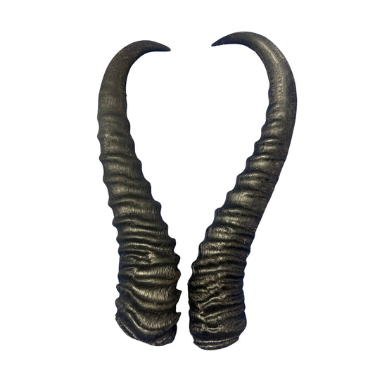 2 Natural Springbok Horn Set (left and right horn) Size: 8 to 11 inches long