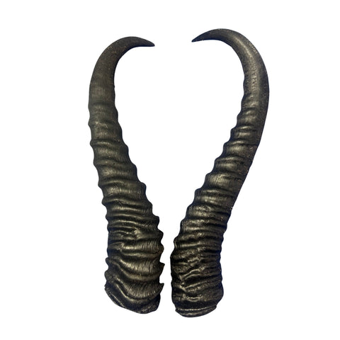 2 Natural Springbok Horn Set (left and right horn) Size: 8 to 11 inches long