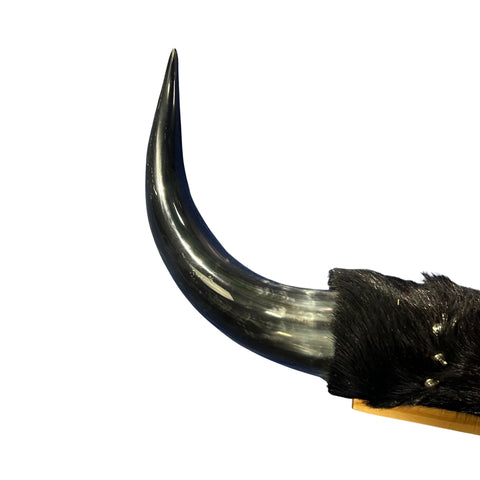 Polished Cow Horn Mount - 31" Wide Horns Rustic Decor Arts and Crafts Longhorn, Horn Mount