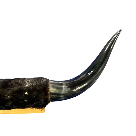 Polished Cow Horn Mount - 31" Wide Horns Rustic Decor Arts and Crafts Longhorn, Horn Mount
