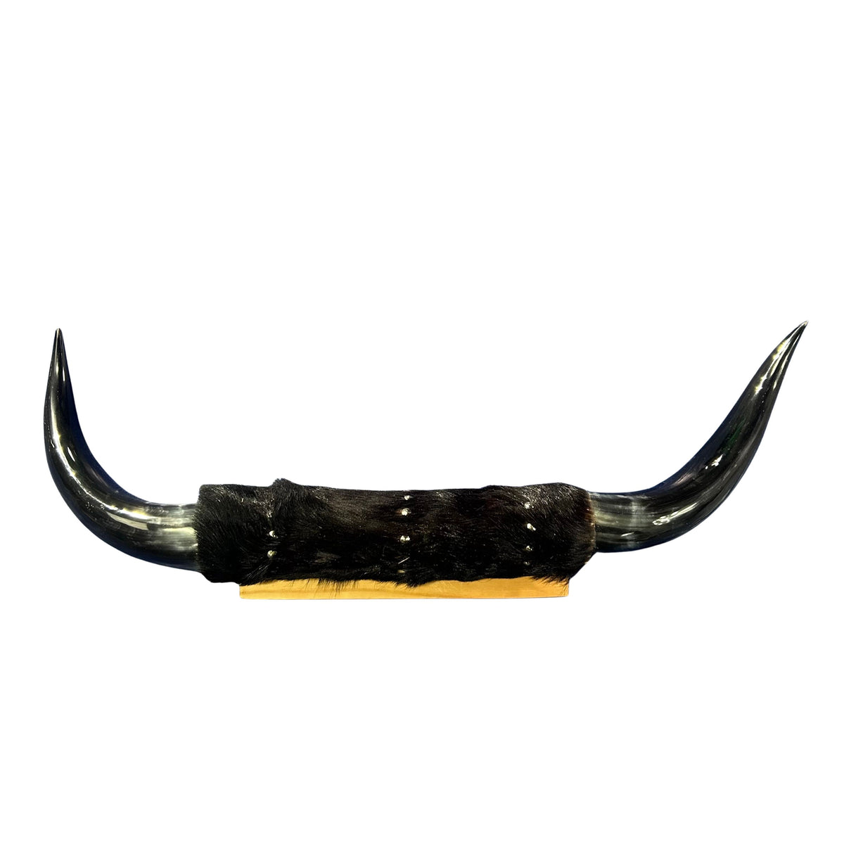 Polished Cow Horn Mount - 31" Wide Horns Rustic Decor Arts and Crafts Longhorn, Horn Mount