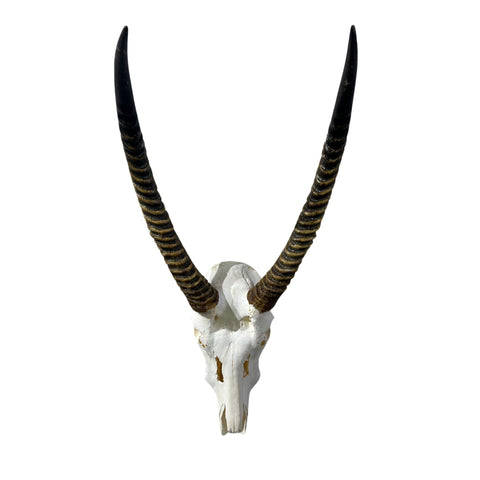 Animal Skull - Giant Waterbuck Skull Real African Antelope Horn + Skull (Horns are around 23.5 inches measured around the curvature)