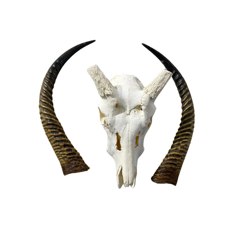 Animal Skull - Giant Waterbuck Skull Real African Antelope Horn + Skull (Horns are around 23.5 inches measured around the curvature)