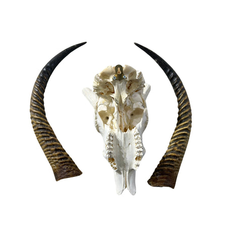 Animal Skull - Giant Waterbuck Skull Real African Antelope Horn + Skull (Horns are around 23.5 inches measured around the curvature)