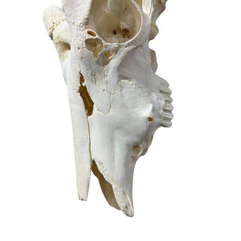 Animal Skull - Giant Waterbuck Skull Real African Antelope Horn + Skull (Horns are around 23.5 inches measured around the curvature)