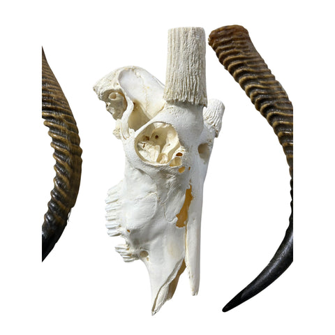 Animal Skull - Giant Waterbuck Skull Real African Antelope Horn + Skull (Horns are around 23.5 inches measured around the curvature)