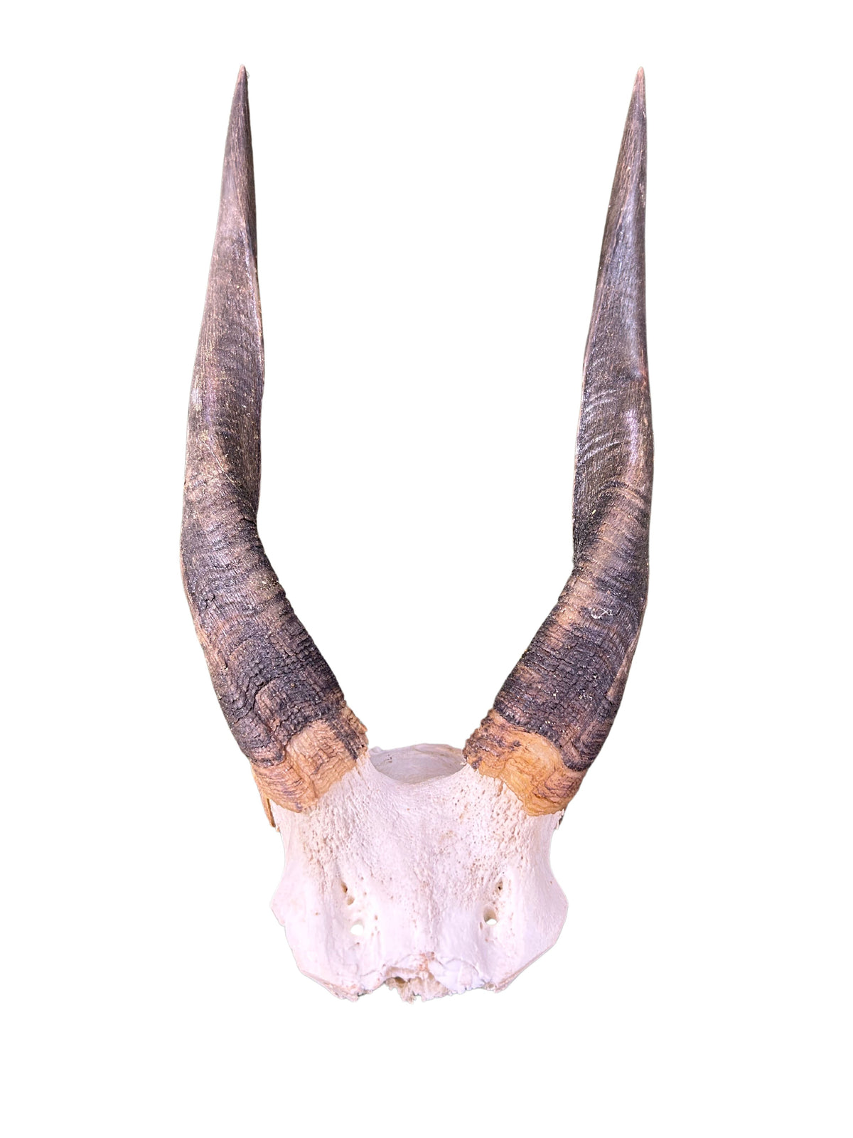 BUSHBUCK SKULL Antelope Horns TAXIDERMY ANIMAL SKULL SAFARI Bushbuck Skull