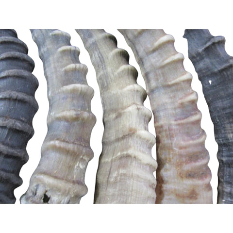 Blesbok Horn, African Antelope Horn Average - Size Approx. 14" (measured straight)