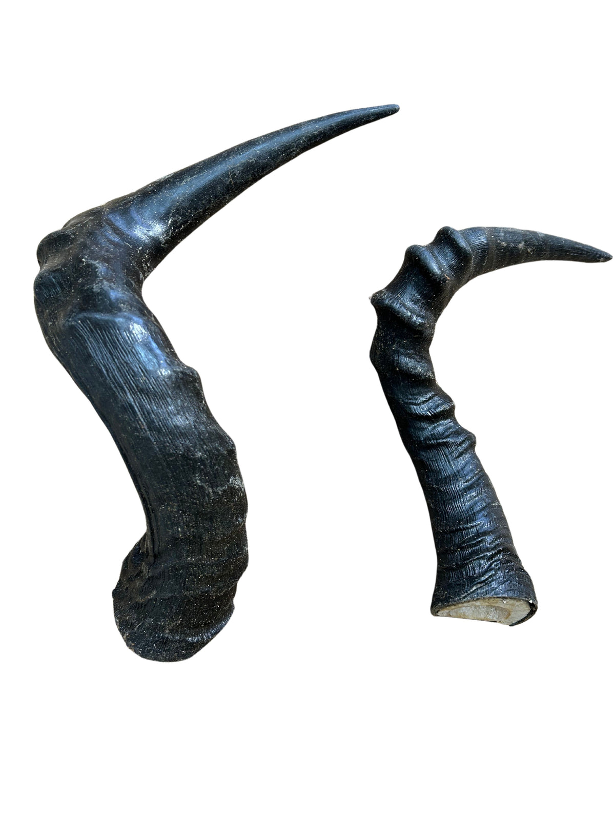 1 Red Hartebeest Horn, Antelope Horn, Antilope Horn, Deer Horn Average Size: 19 to 21 inches long