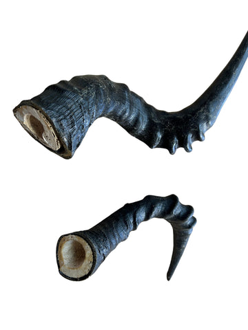 1 Red Hartebeest Horn, Antelope Horn, Antilope Horn, Deer Horn Average Size: 19 to 21 inches long