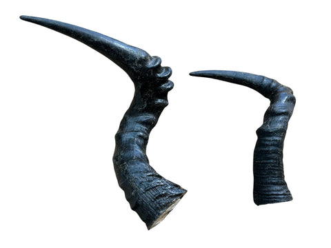 1 Red Hartebeest Horn, Antelope Horn, Antilope Horn, Deer Horn Average Size: 19 to 21 inches long