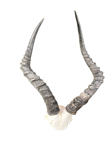 Brand New AFRICAN TROPHY Impala SKULL V-shape Impala Horns TAXIDERMY ANIMAL SKULL SAFARI