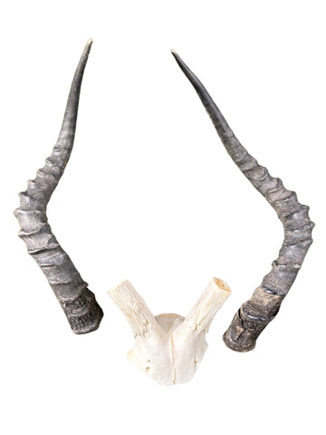 Brand New AFRICAN TROPHY Impala SKULL V-shape Impala Horns TAXIDERMY ANIMAL SKULL SAFARI