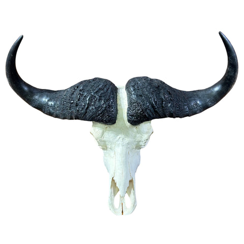 Buffalo Skull Real Cape Buffalo Skull TAXIDERMY SKULL Buffalo Skull Approximate Size: 28LX10DX36W inches