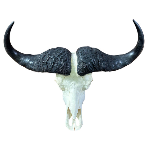 Buffalo Skull Real Cape Buffalo Skull TAXIDERMY SKULL Buffalo Skull Approximate Size: 28LX10DX36W inches