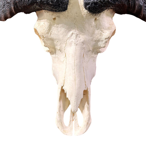 Buffalo Skull Real Cape Buffalo Skull TAXIDERMY SKULL Buffalo Skull Approximate Size: 28LX10DX36W inches