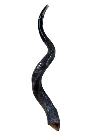 Kudu Horn Shofar Trumpet, African Antelope Shofar Size L (Half Polished Half Natural) - LARGE Size: 36" to 40" (measured around curls)