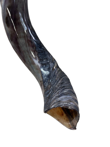 Kudu Horn Shofar Trumpet, African Antelope Shofar Size L (Half Polished Half Natural) - LARGE Size: 36" to 40" (measured around curls)