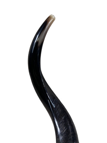 Kudu Horn Shofar Trumpet, African Antelope Shofar Size L (Half Polished Half Natural) - LARGE Size: 36" to 40" (measured around curls)