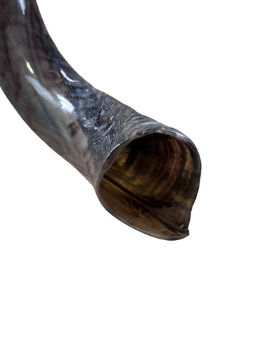 Kudu Horn Shofar Trumpet, African Antelope Shofar Size L (Half Polished Half Natural) - LARGE Size: 36" to 40" (measured around curls)