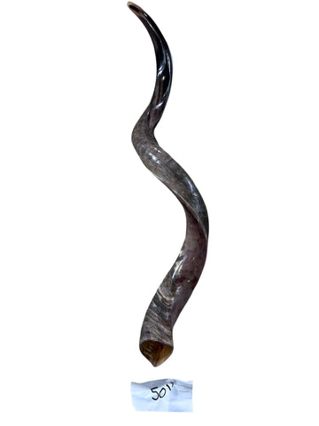 Kudu Yemenite Horn Shofar or Trumpet + Ram Horn - Size XXL (Half Polished) - Size: Approx. 38" measured straight)/ above 45" around the curls