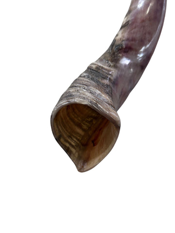 Kudu Yemenite Horn Shofar or Trumpet + Ram Horn - Size XXL (Half Polished) - Size: Approx. 38" measured straight)/ above 45" around the curls