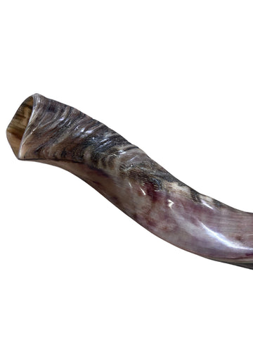 Kudu Yemenite Horn Shofar or Trumpet + Ram Horn - Size XXL (Half Polished) - Size: Approx. 38" measured straight)/ above 45" around the curls