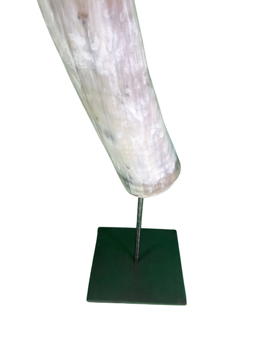 Polished Watusi Cow Horn on Metal Stand African -Cattle Outer Horn - Size: About 30" horn length (base is 6X6X7 3/4")