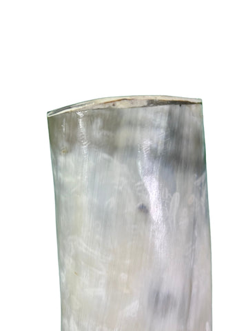 Polished Watusi Cow Horn on Metal Stand African -Cattle Outer Horn - Size: About 30" horn length (base is 6X6X7 3/4")