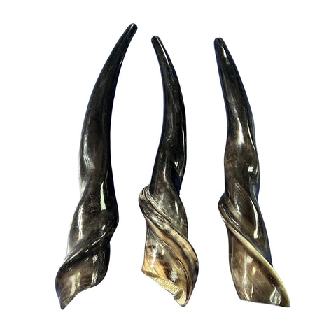 Shofar en corne d'élan, Shofar en corne d'élan entièrement poli, Shofar en corne d'antilope Les tailles varient - le plus joli peut mesurer 23" de long (copie)