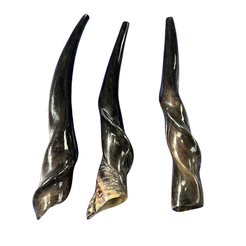 Shofar en corne d'élan, Shofar en corne d'élan entièrement poli, Shofar en corne d'antilope Les tailles varient - le plus joli peut mesurer 23" de long (copie)