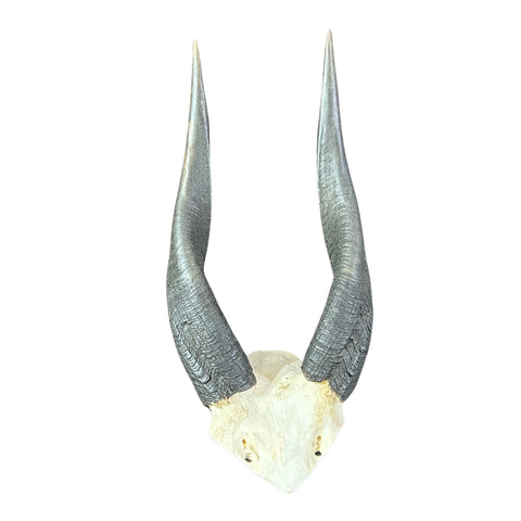 BUSHBUCK SKULL Antelope Horns TAXIDERMY ANIMAL SKULL SAFARI Bushbuck Skull