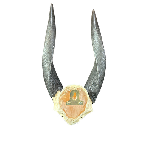 BUSHBUCK SKULL Antelope Horns TAXIDERMY ANIMAL SKULL SAFARI Bushbuck Skull