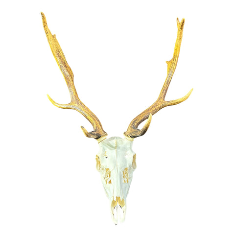 Deer Skull Real Fallow Deer Horns & Skull - REAL Fallow Skull Approximate Size: 27HX23WX17D inches