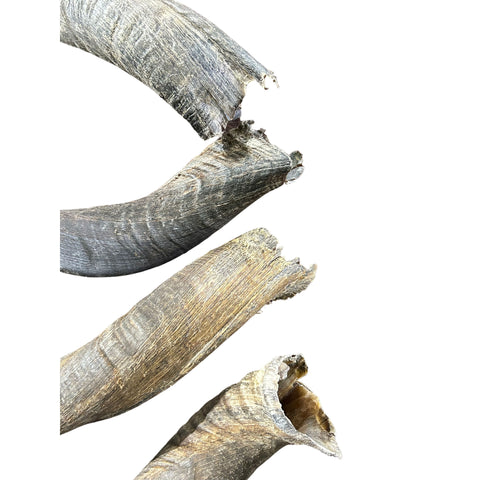 1 Natural Kudu Horn, Kudu Horn, big dog chew, Deer Horn Average Size S: 22 inches long (straight)/ 28 around curls