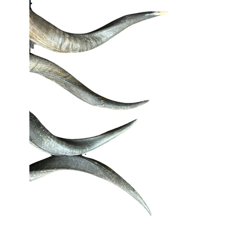 1 Natural Kudu Horn, Kudu Horn, big dog chew, Deer Horn Average Size S: 22 inches long (straight)/ 28 around curls