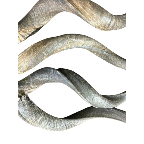 1 Natural Kudu Horn, Kudu Horn, big dog chew, Deer Horn Average Size S: 22 inches long (straight)/ 28 around curls