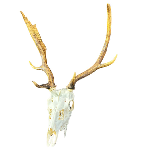 Deer Skull Real Fallow Deer Horns & Skull - REAL Fallow Skull Approximate Size: 27HX23WX17D inches