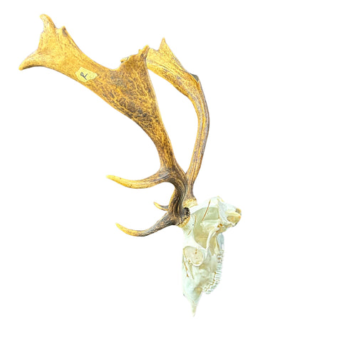 Deer Skull Real Fallow Deer Horns & Skull - REAL Fallow Skull Approximate Size: 27HX23WX17D inches