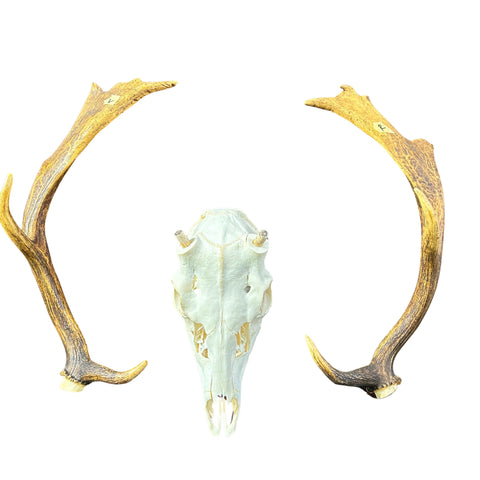 Deer Skull Real Fallow Deer Horns & Skull - REAL Fallow Skull Approximate Size: 27HX23WX17D inches