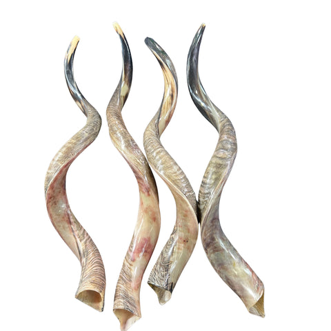 Kudu Horn Shofar Trumpet, African Antelope Shofar Size L (Half Polished Half Natural) - LARGE Size: Approx. 30" (measured straight)