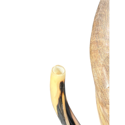 Kudu Horn Shofar Trumpet, African Antelope Shofar Size L (Half Polished Half Natural) - LARGE Size: Approx. 30" (measured straight)