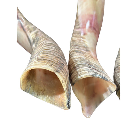 Kudu Horn Shofar Trumpet, African Antelope Shofar Size L (Half Polished Half Natural) - LARGE Size: Approx. 30" (measured straight)