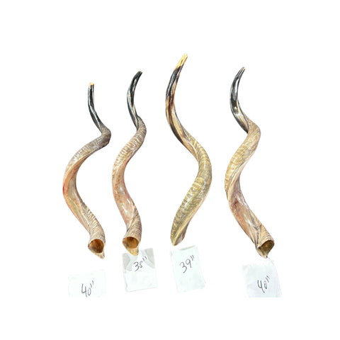 Kudu Horn Shofar Trumpet, African Antelope Shofar Size L (Half Polished Half Natural) - LARGE Size: Approx. 30" (measured straight)