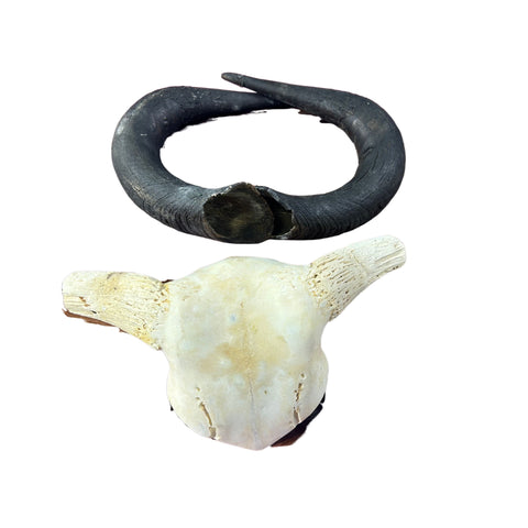 Gnu Skull , Wildebeest Skull, Mature Old Wildebeest Skull African Antelope Horns + Skull/ Gnu Skull / Blue Wildebeest Skull