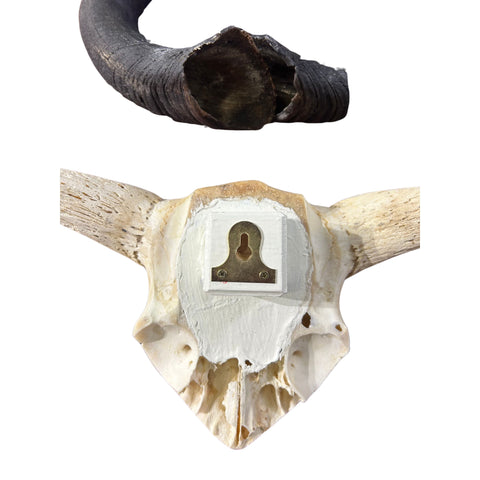 Gnu Skull , Wildebeest Skull, Mature Old Wildebeest Skull African Antelope Horns + Skull/ Gnu Skull / Blue Wildebeest Skull