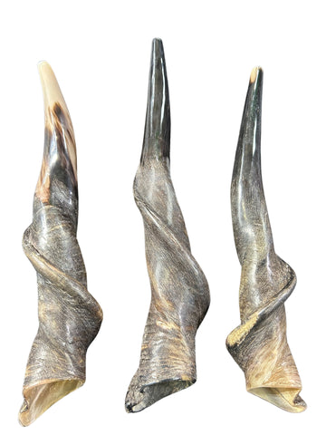 Eland Horn Shofar, Semi Polished Eland Shofar, Antelope Horn Shofar Sizes vary - nice one can be a 23" long